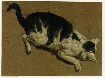 Cat Looking Down from a Height