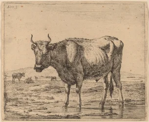 Bull Standing in Water