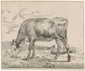 Grazing Calf