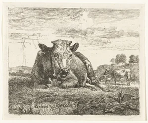 Lying Cow