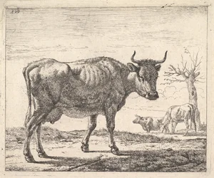 Three Cows
