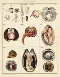 Anatomy of Bivalve Molluscs