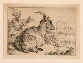 A Goat