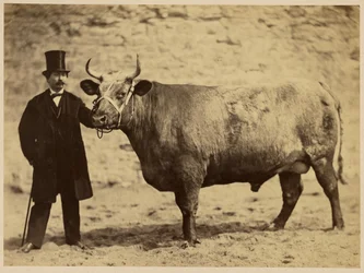 Durham Charolais Ox