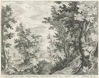 Forest Landscape