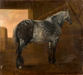 A Dapple Grey Horse
