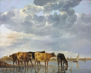 Cattle in the Water
