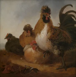 Rooster and Hens