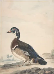 A Duck
