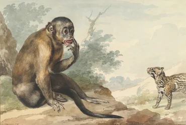 A Monkey Sitting on a Rock Looking at a Civet