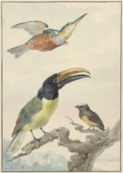 Three Birds: a Kingfisher, a Prince von Wied