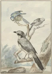 Three Birds: A Long-tailed Tit, A Blue Tit, and A Great Grey Shrike