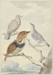 Three Birds, Two Inca Doves and a Collared Bearded Cuckoo