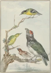 Four Different Birds on a Branch