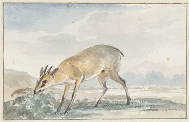 Guinea Duiker or Sylvicapra Grimmia