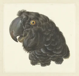 Head of a Cockatoo; Head of a Parrot (title on object)