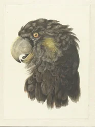 Head of a Cockatoo; Head of a Parrot (title on object)