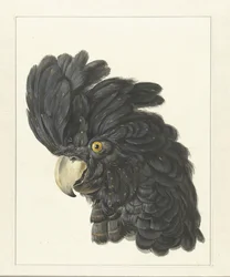 Head of a Cockatoo; Head of a Parrot (title on object)