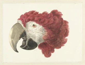 Head of a Macaw (Head of a Parrot)