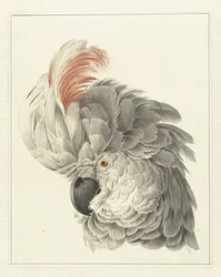 Head of a Cockatoo; Parrot Head (title on object)