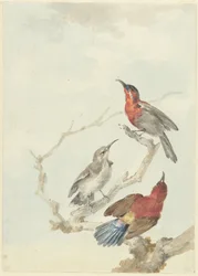 Three Crimson Sunbirds