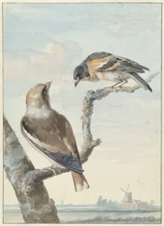 Two Birds: A Hawfinch (Coccothraustes coccothraustes) and a Brambling (Fringilla montifringilla)