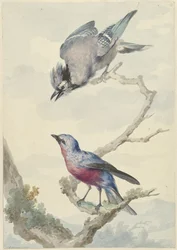 Two Birds: A Blue Jay and a Purple-breasted Cotinga
