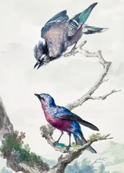 Two Birds a Blue Jay and a Purple Breasted Cotinga