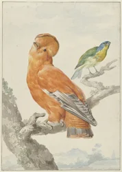 Two Exotic Birds