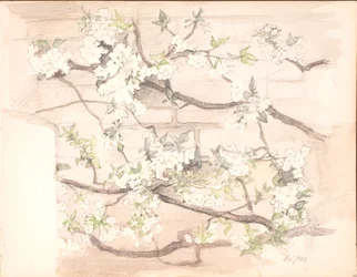 Apple Blossoms