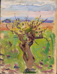 Dwarf Tree in the Desert
