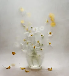 Dreamy Daisies and Leaves