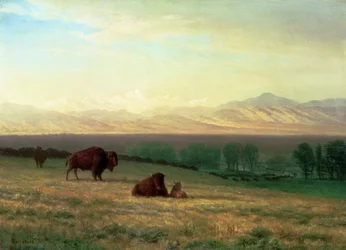 Buffalo on the Plains