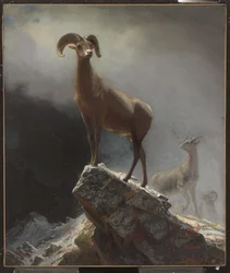 Rocky Mountain Sheep or Big Horn, Ovis, Montana