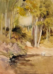 In the Woods
