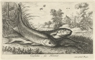 Three Chubs on a Riverbank (Fish and Other Sea Creatures - Freshwater First Series / Various Species of Freshwater Fish series)
