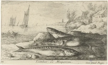 Three Mackerels on the Beach (Scomber. The Mackerel) (Fish and Other Sea Creatures - Saltwater First Series) (Various Species of Sea Fish)
