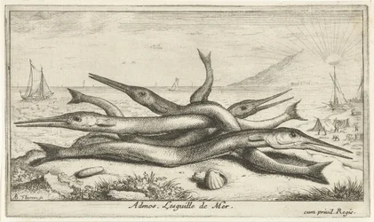 Pike on the Beach (Admos. The Sea Needle) (Fish and Other Sea Creatures - Saltwater Third Series) (Sea Fish)