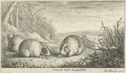 Rodents (Various Animal Species)