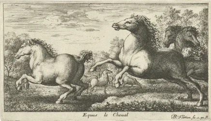 Horses (Various Animal Species)