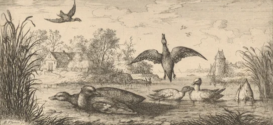 Querquedula, Cercelle The Teal: Livre d