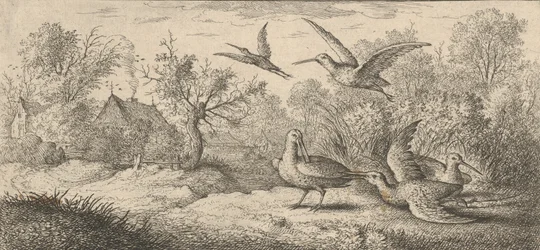 Rusticula, Woodcock: Livre d