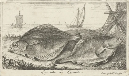 Two Flounders on the Beach