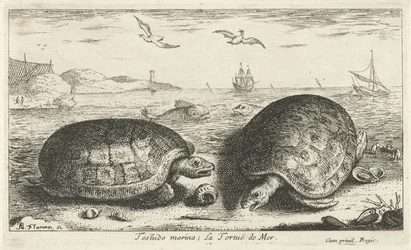 Two Turtles on the Beach