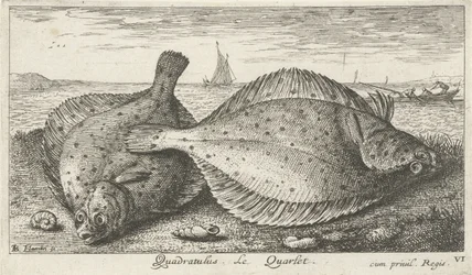 Two Plaices on the Beach (Quadratulus. The Quarlet) (Fish and Other Sea Creatures - Saltwater Third Series) (Sea Fish)