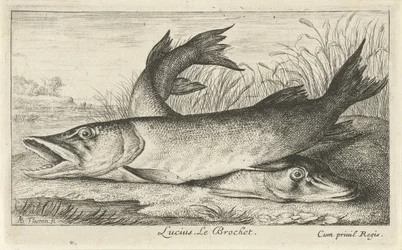 Two Pikes on a Riverbank