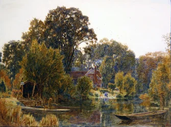 Aspen Trees in Autumn