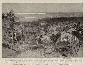Sheep-Farming in Australia, a Model Station Near Ballarat