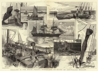Whaling in the South Pacific, operations on Board an Australian Whaler