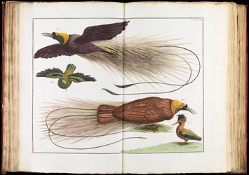 Birds of Paradise, Paradisaeidae